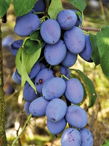 slivoň sloupcovitá 