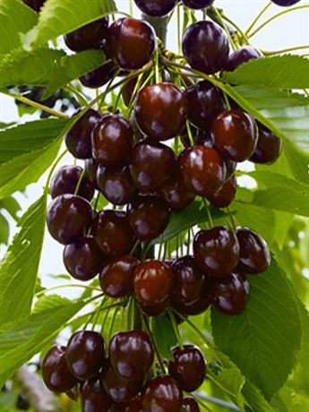 třešeň chrupka 'Fabiola'