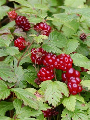 ostružiník arktický 'Beata'