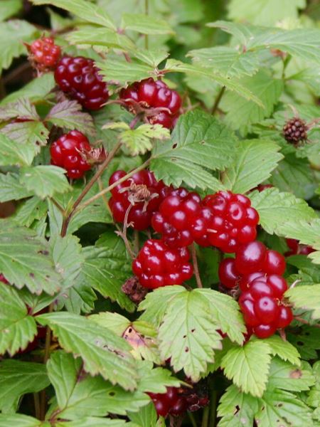 ostružiník arktický 