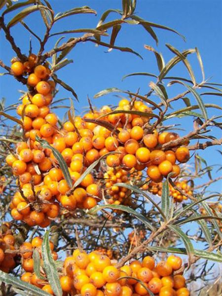 rakytník řešetlákový 