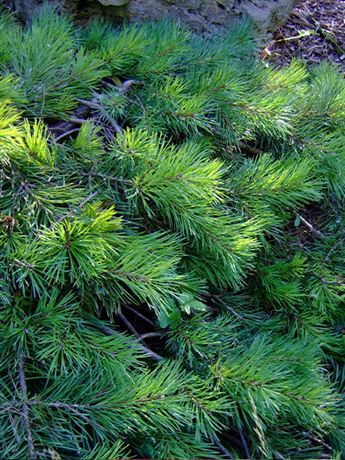 borovice lesní 'Albyns'