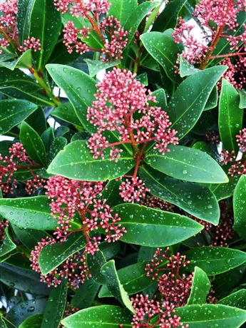 skimie japonská 'MIX'