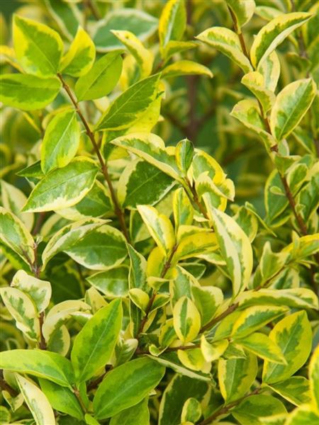 Ptačí zob vejčitolistý 