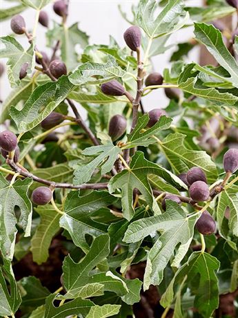 fíkovník smokvoň 'Little Miss Figgy'