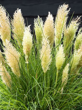 kortaderie dvoudomá 'Tiny Pampa'