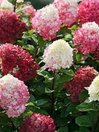 hortenzie latnatá 'Little Lime Punch'