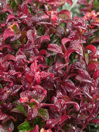 leukothoe 'Twisting Red'