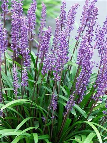 Liriope modřencové 'Big Blue'