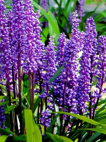 liriope modřencové 'Royal Purple'
