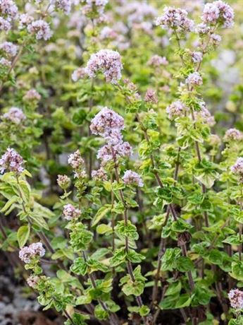 dobromysl obecná 'Aureum'