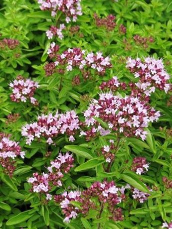 dobromysl obecná 'Compactum'