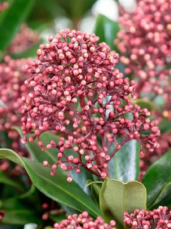 skimie japonská 'Rubesta Giant Pink'