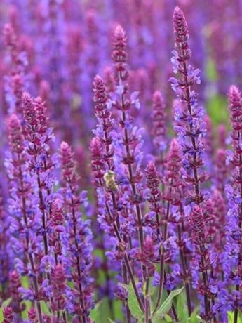 šalvěj hajní 'Caradonna Compact Blue'