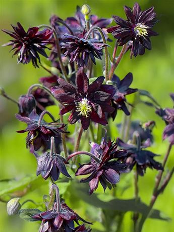 orlíček obecný 'Black Barlow'