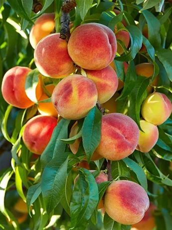 švestkomeruňka 'Pluot Geltiy'
