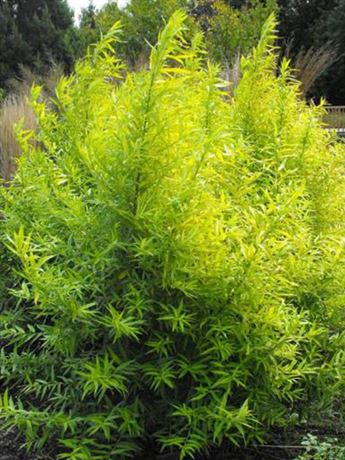 vrba sachalinská 'Golden Sunshine'