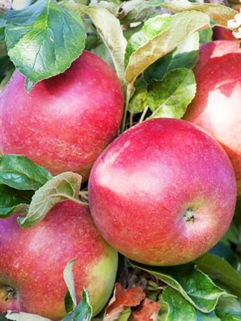 jabloň sloupcová 'Cumulus'