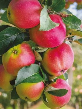 jabloň sloupcová 'Slendera'