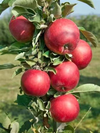 jabloň sloupcová 'Walz'