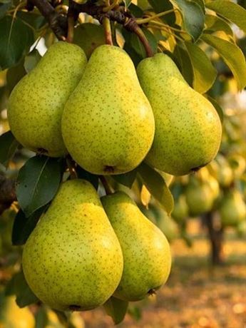 hrušeň zakrslá 'Podzimní žlutá'