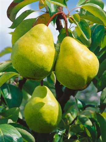 hrušeň zakrslá 'Letní žlutá'