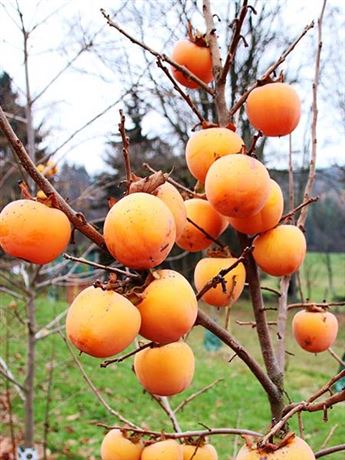 tomel japonský 'Jiro'