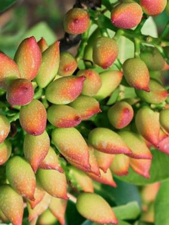 řečík pistáciový 'Aegenia'