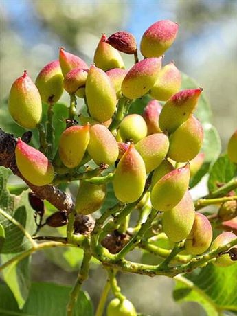 řečík pistáciový 'Peter'