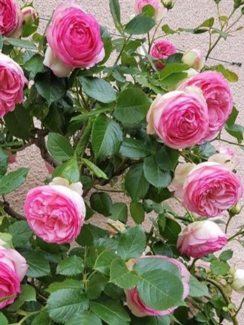 růže převislá 'Eden Rose'