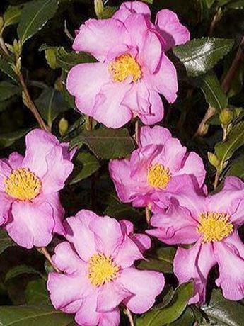 kamélie sazanka 'Cleopatra'