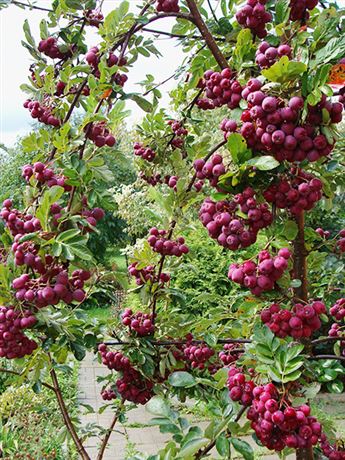 jeřáb sladkoplodý 'Black Ruby'
