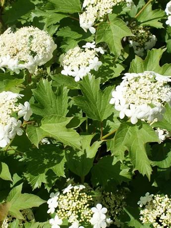 kalina obecná 'Compactum'