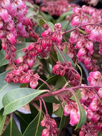 pieris japonský 'Shojo'