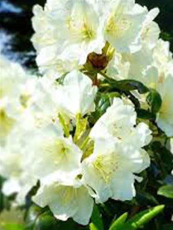 azalka japonská 'Hong Kong'
