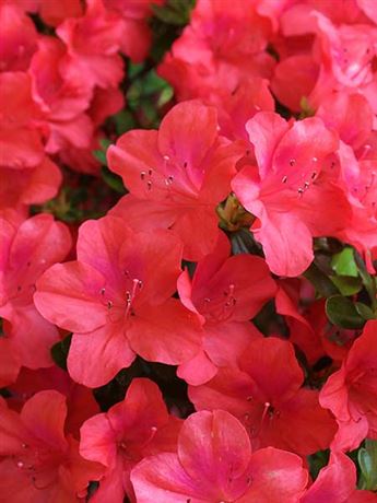azalka japonská 'Marilee'