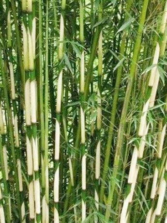 fargésie 'Pingwu'
