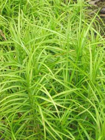 ostřice muskingumská 'Variegata'