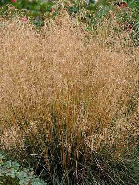 metlice trsnatá 