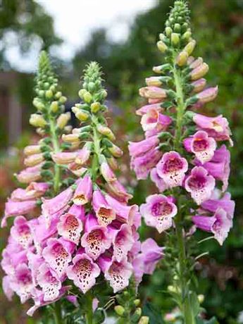 náprstník červený 'Dottie Warm Rose'