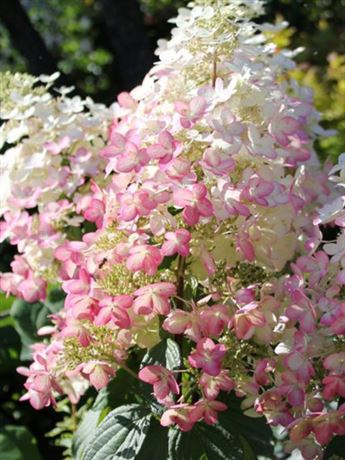 hortenzie latnatá 'Angel Blush'