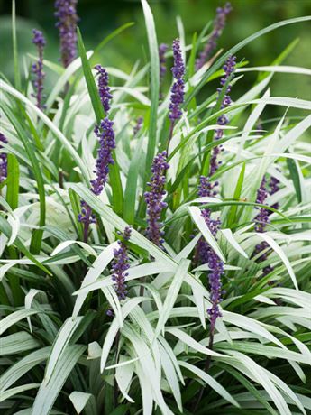 liriope modřencové 'Okina'