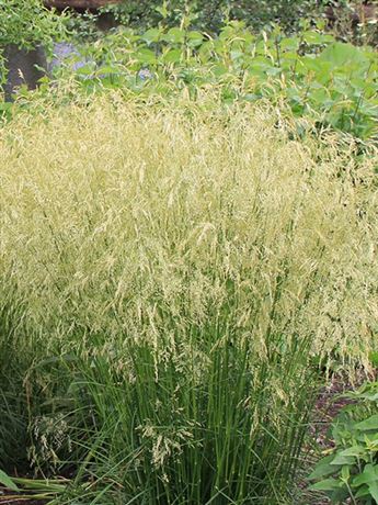 metlice trsnatá 'Goldschleier'