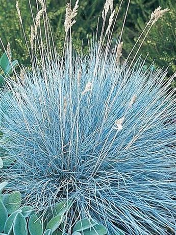 lomandra dlouholistá 'DJ Blue'