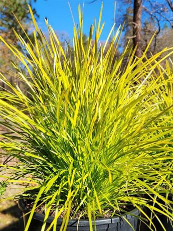 lomandra dlouholistá 'Miner's Gold'