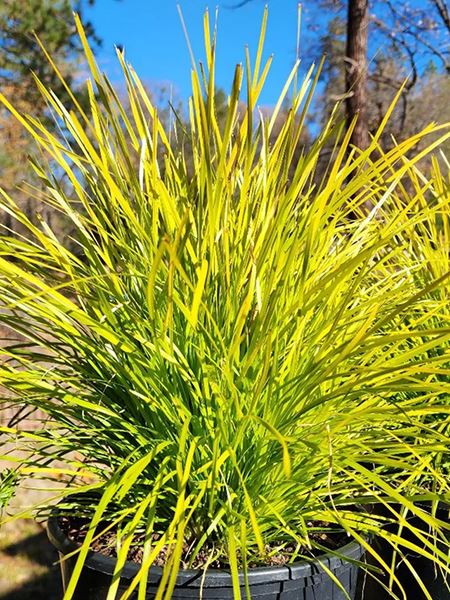 lomandra dlouholistá 