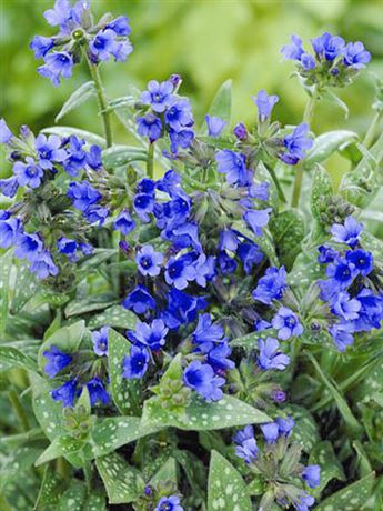 plicník 'Blue Ensign'