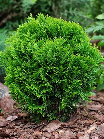 zerav západní 'Danica Aurea'