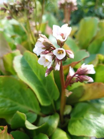 bergénie srdčitá 'Apple Blossom'