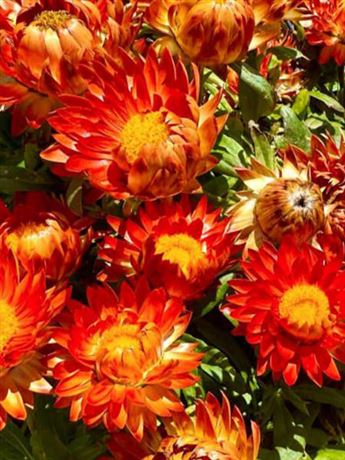slaměnka listenatá 'Mohave Orange'